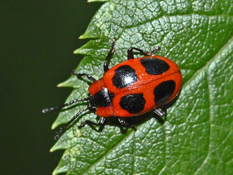 Endomychus coccineus, Endomychidae
